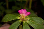 Paraguayan purslane